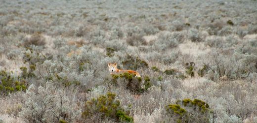 Leichenfund in Australien 19-Jährige möglicherweise von Dingos totgebissen Wurde sie von Dingos
