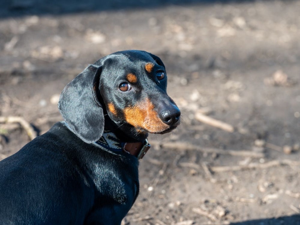 Kochel am See: Dackel von zwei Hunden angefallen und schwer verletzt