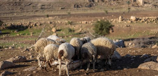 Bei Einsatz auf Golanhöhen Israelische Soldaten stehlen 250 Ziegen aus Syrien Die