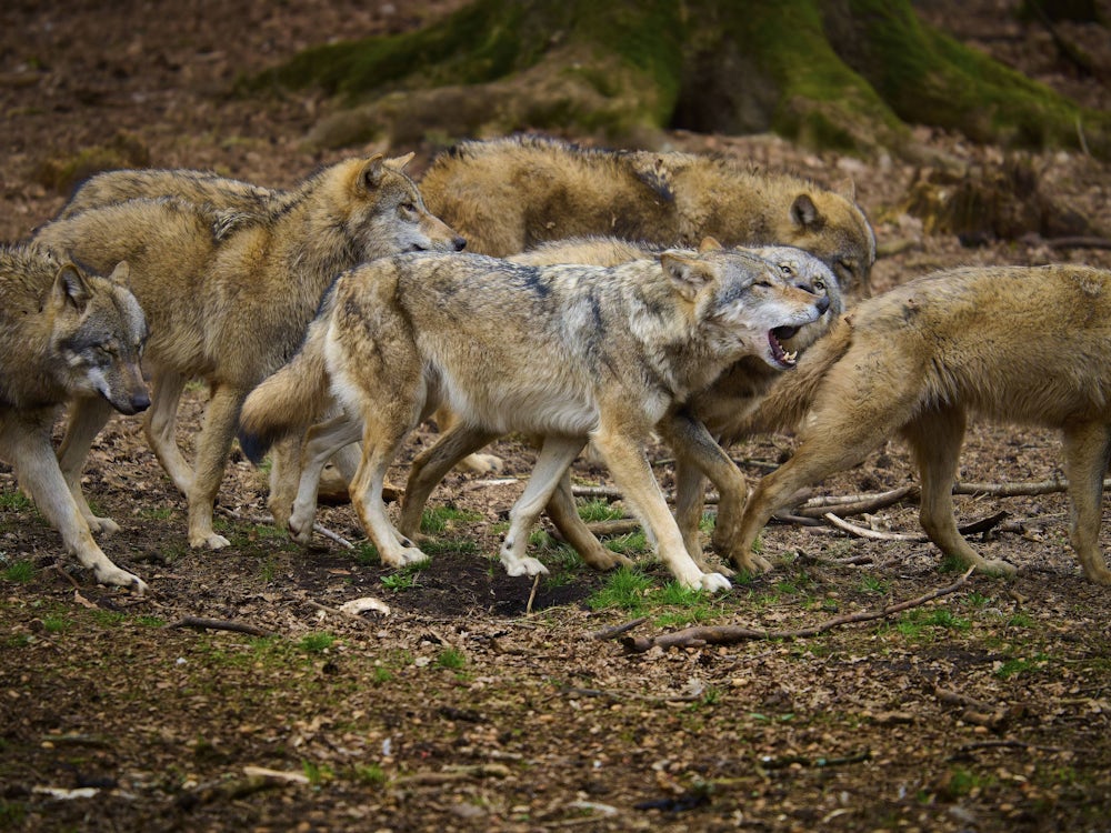 Jugendbuch: Wie hältst du’s mit dem Wolf?