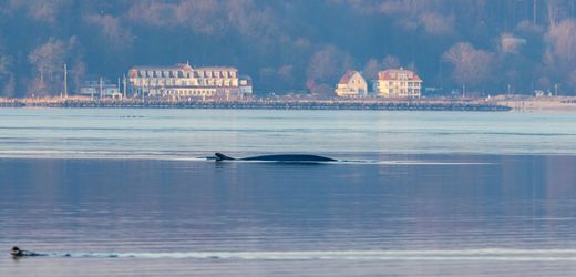 Flensburger Förde Finnwal in der Ostsee gesichtet Ungewöhnlicher Besuch: Vor Flensburg zieht