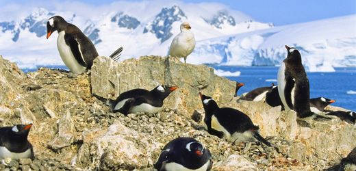 Folge der Klimakrise Pinguine verschieben Brutzeit in Rekordtempo Pinguine gelten laut Forschern