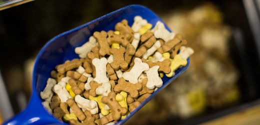 Salmonellen nachgewiesen Hundefutter bei Kaufland zurückgerufen Hunde gelten als robust gegen Salmonellen,