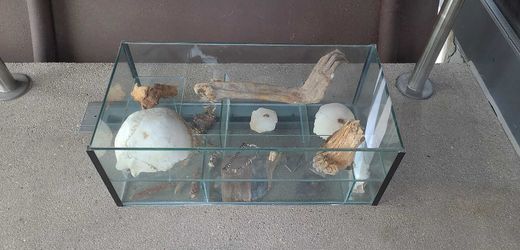 Mysteriöser Fund in Speyer Knochenvitrine vor Behördengebäude abgestellt – Staatsanwaltschaft geht nicht