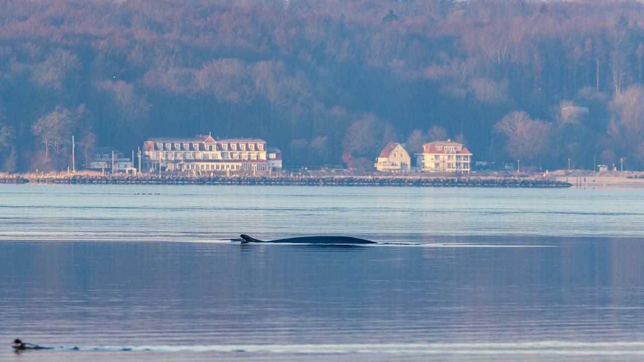Flensburg (Schleswig-Holstein) – Wenn hinten die Flosse auf dem Wasser ragt und