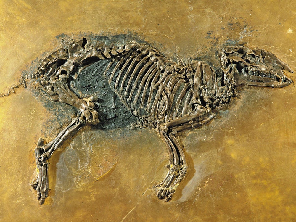 Paläontologie: War das Urpferd gar kein Pferd?