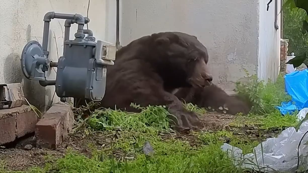 Nach Monaten im Keller: Hauseigentümer treibt 250-Kilo-Bär in die Flucht Mehr zum