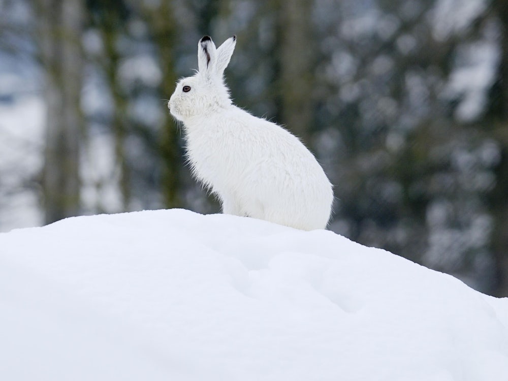 Seltener Bergbewohner: Wanted: Der weiße Hase