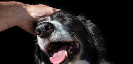 Studie aus Großbritannien und Irland Viele trauern um Tiere ähnlich stark wie