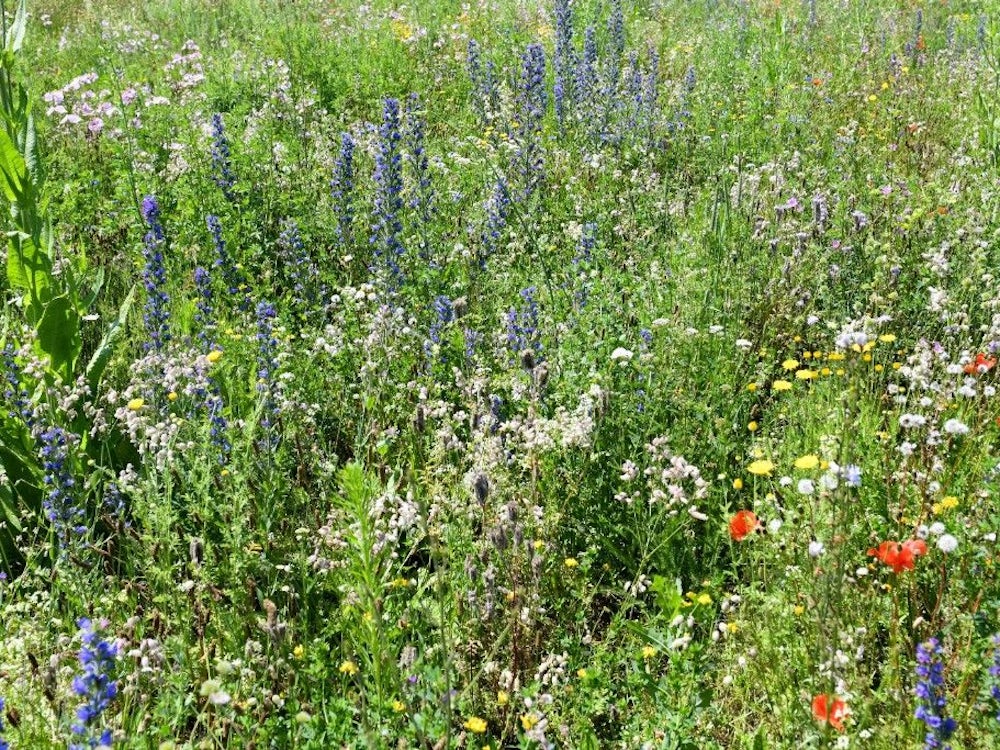 Umwelt und Natur: Pflege von Blühwiesen