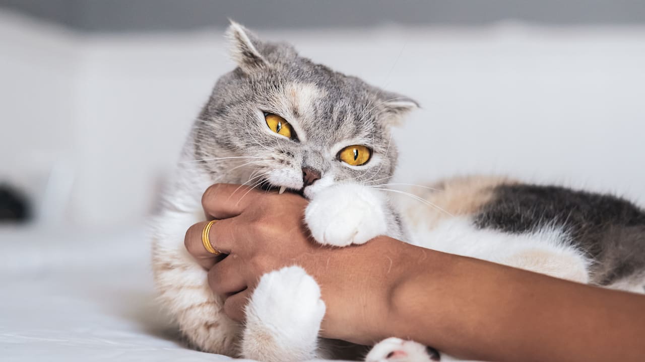 TTS-Player überspringen↵Artikel weiterlesenDrama im Wohnzimmer! Gerade schnurrt die Katze noch auf dem