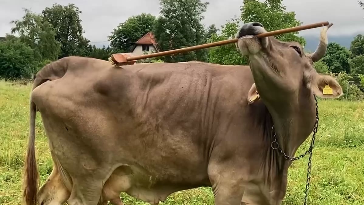 Von wegen „blöde Kuh“!: Wenn’s juckt, hilft der BesenMehr zum Video anzeigen