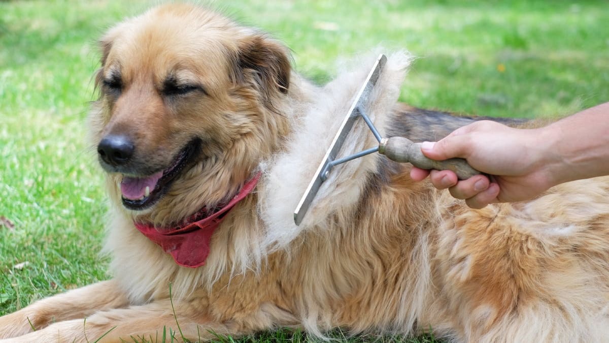 TTS-Player überspringen↵Artikel weiterlesenHundehaare landen oft im Müll. Doch genau dieses vermeintliche Abfallprodukt