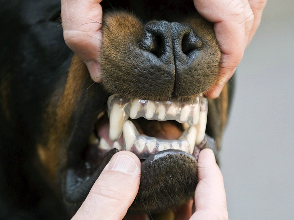 Halter flüchtet: Rottweiler greift Baby an