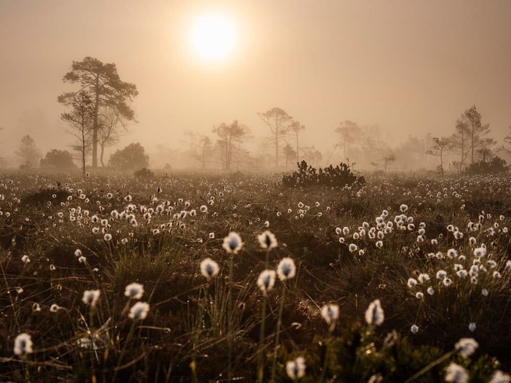 Naturschutz: Fotograf mit Liebe zu den Mooren