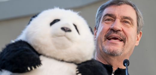 Söders Chinapolitik Zwei Riesenpandas für Bayern Panda-Diplomat Markus Söder beschafft München zwei