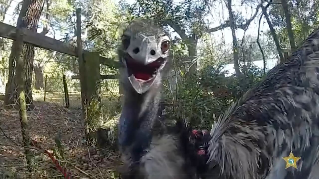 Polizei greift durch: Dieser Vogel trägt jetzt HandschellenMehr zum Video anzeigen Einen