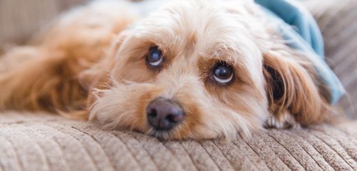 Vergessliche Hunde »Das Tier, das dich bedingungslos geliebt hat, erkennt dich plötzlich