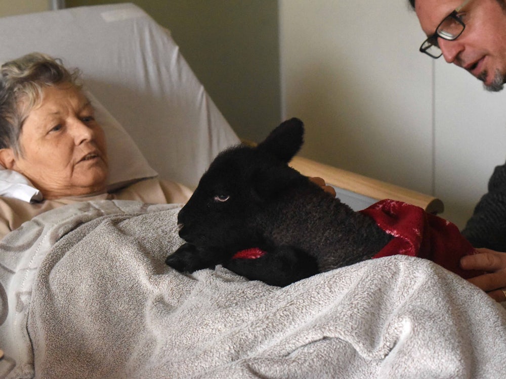 Sterbebegleitung: Kuscheltiere für den letzten Weg
