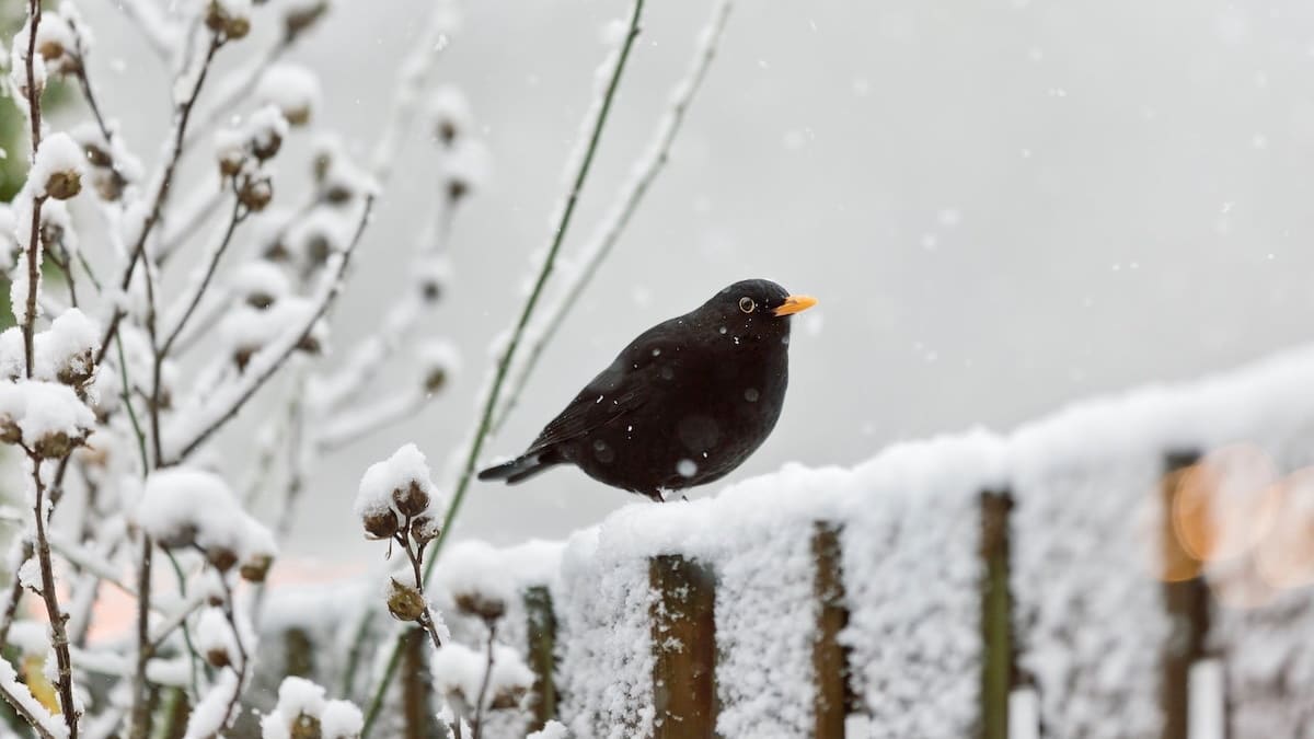 TTS-Player überspringen↵Artikel weiterlesenEin grauer Wintermorgen im Garten. Der Boden ist hart gefroren,
