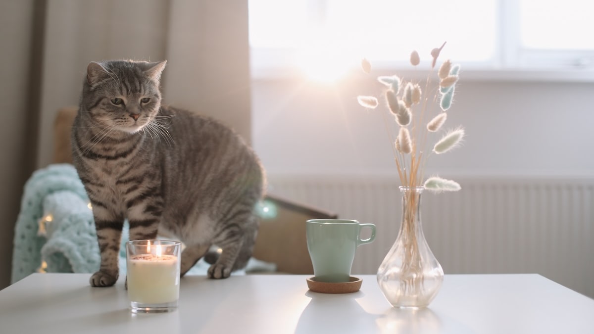 TTS-Player überspringen↵Artikel weiterlesenEin paar Tropfen Duftöl sorgen für entspannte Stimmung im Wohnzimmer.