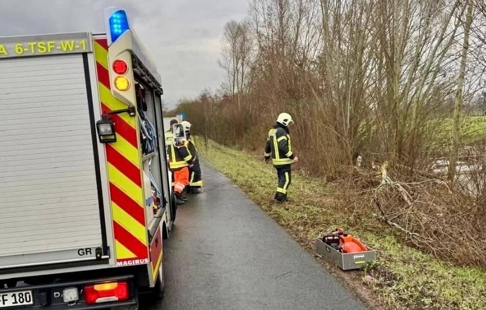Ein von Bibern stark beschädigter Baum hat am Freitag, 16. Januar, in