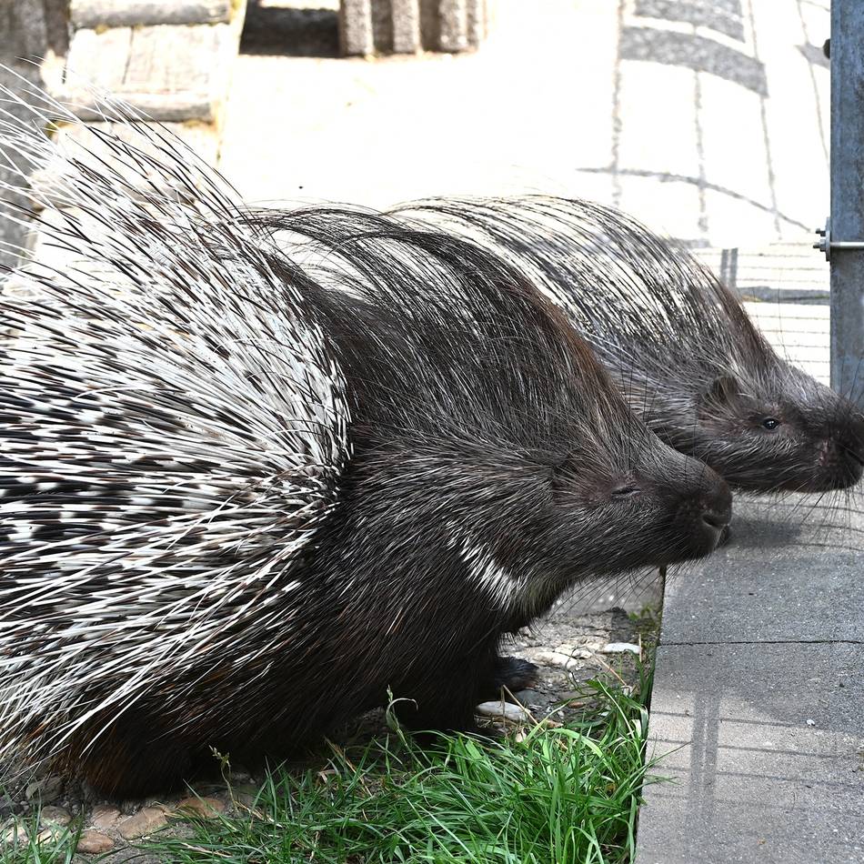 Im Tiergarten Kleve läuft das Crowdfunding für die neue Stachelschweinanlage auf Hochtouren.