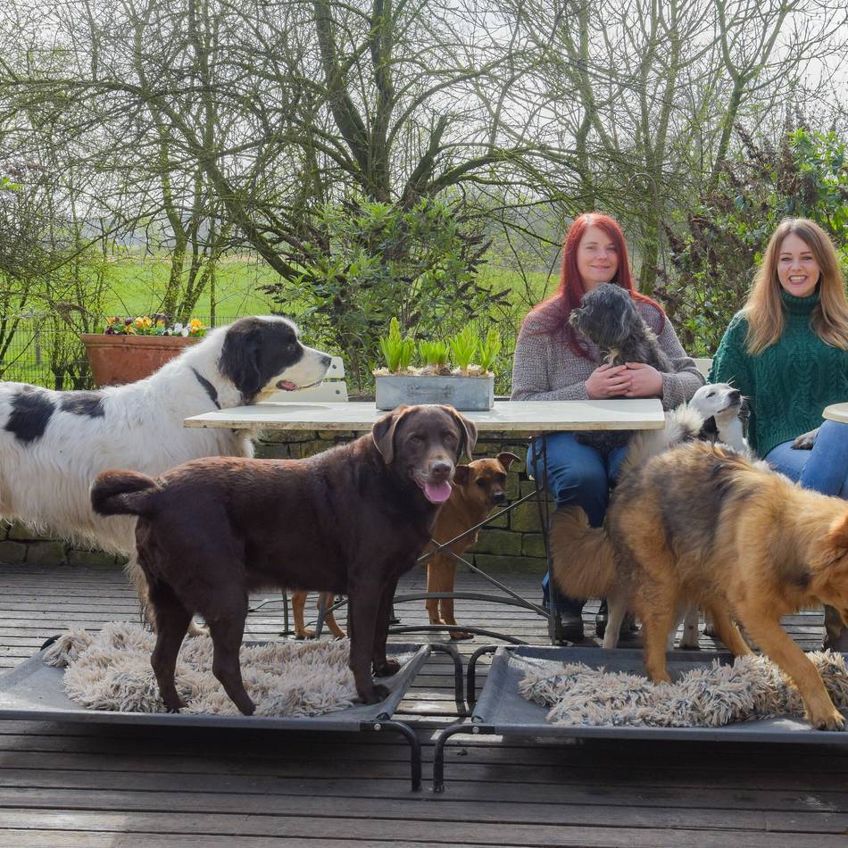 5000 Quadratmeter für Vierbeiner: Was die neue Hundepension in Warbeyen zu bieten hat