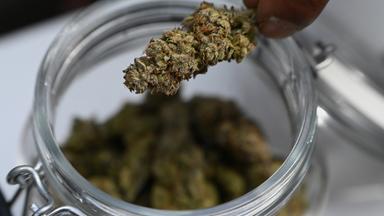 Experten: Cannabis-Schwarzmarkt wird langsam zurückgedrängt