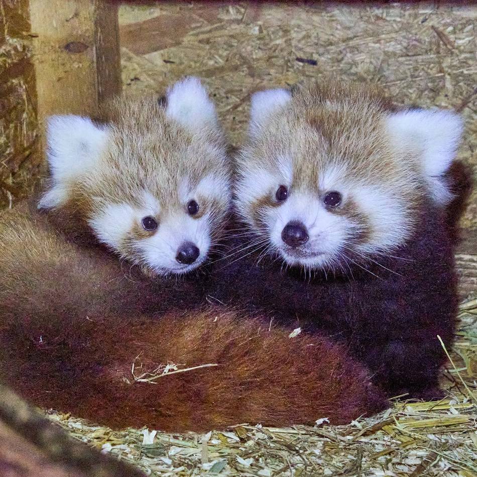 Premiere in Kleve am 19. und 20. September: „Red Panda Weekend“ zeigt Jungtiere im Tiergarten Kleve